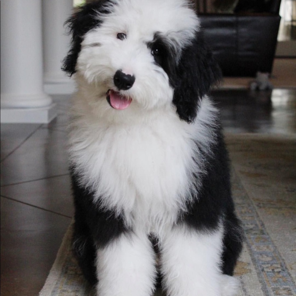 Meet your Posher, Jen